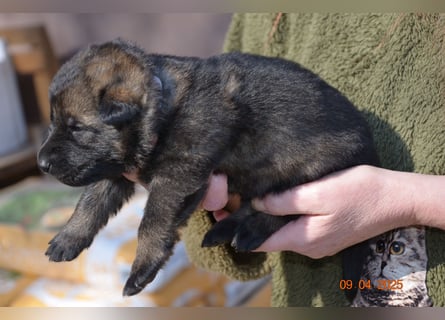 Dunkelgraue Schäferhunde aus Kör-u.Leistungzucht