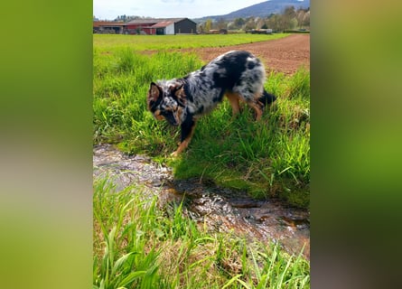Wurfankündigung Australian shepherd welpen Mitte Mai