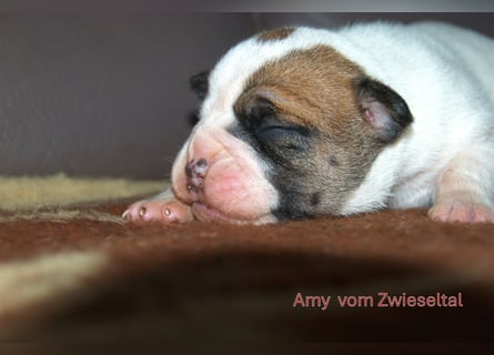Continental Bulldogs vom Zwieseltal