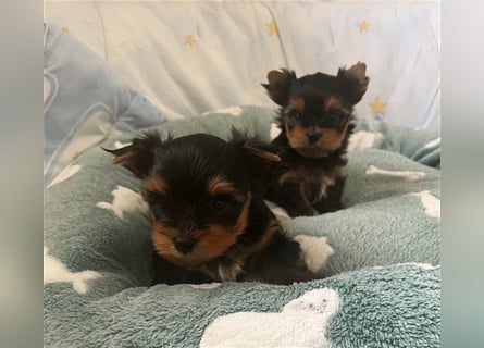 Yorkshire Terrier Welpen black and tan mit Ahnentafel