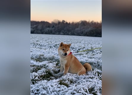 Wurfankündigung - Oktober 24 - Reinrassige Shiba - Inu Welpen! Langjährige Shiba-Liebe!