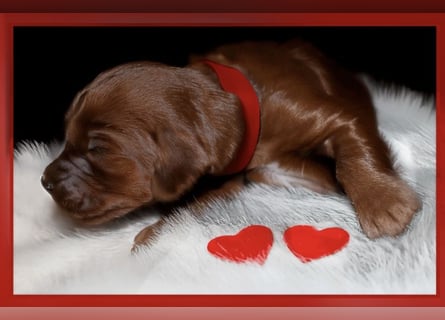Valentinstags Irish Setter Welpen mit FCI- und VDH-Papieren