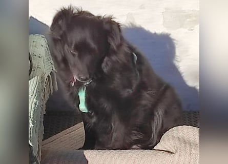 ungar. Zamperl MOLLY - 8 Jahre, 35cm/9,8kg - kleiner Mischling