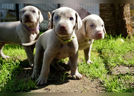 Weimaraner-Mix Welpen aus liebevoller Verpaarung – 12 kleine Wunder suchen ihr Zuhause