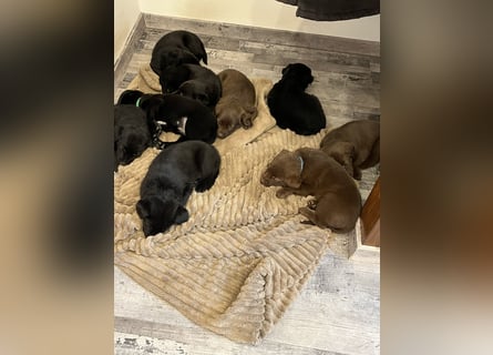 Labrador Mix Welpen