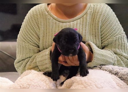 Cane Corso Welpen aus Liebevoller Familie