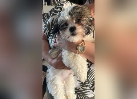 Shih Tzu Malteser Mix Welpen 15 Wochen alt