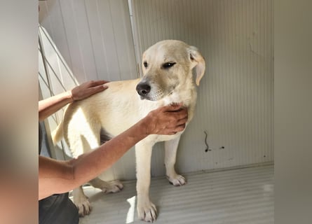 Diego: kleiner Welpenjunge sucht Dich!