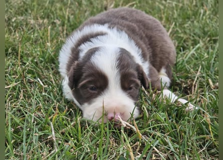 Border Collie Welpen