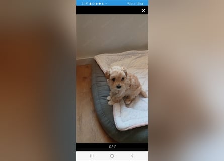 Maltipoo Welpen noch eine Hündin!