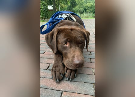 Labrador Bali – ein treuer Begleiter sucht ein liebevolles Zuhause