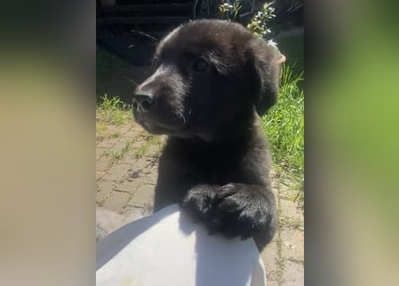 Süße Border Collie -Mudi mix Welpen