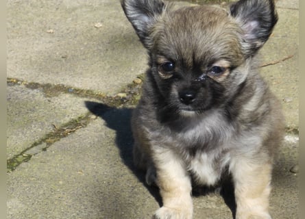 Kleines Mädchen im Wolfslook