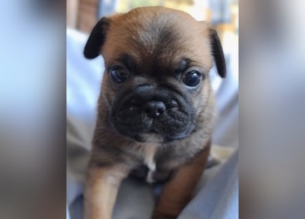 Allerliebste FROPS Kinder (Französische Bulldogge und Mops)