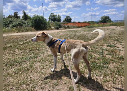 Lucy: tolle Familienhündin in schöner Größe