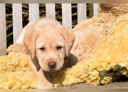 Acht reinrassige Labrador Welpen auf dem Weg in ihr neues Leben...