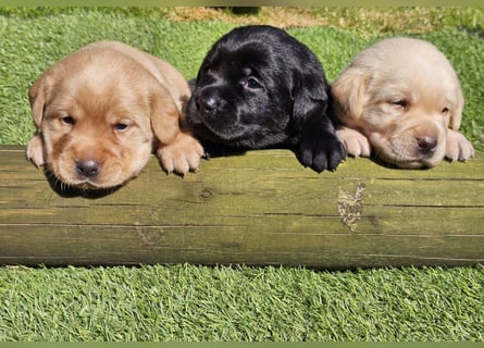 Edle Labrador Welpen (Schwarz/Foxred/Creme) mit Ahnentafel, Nachkommen von Champions