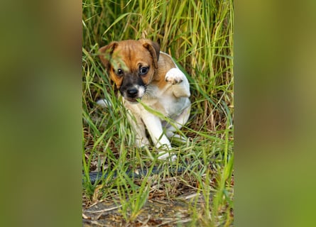 Jack Russell Terrier Welpe (Rüde) abzugeben!