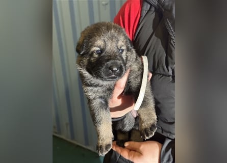 Deutsche Schäferhundwelpen-grau-aus SV Zucht