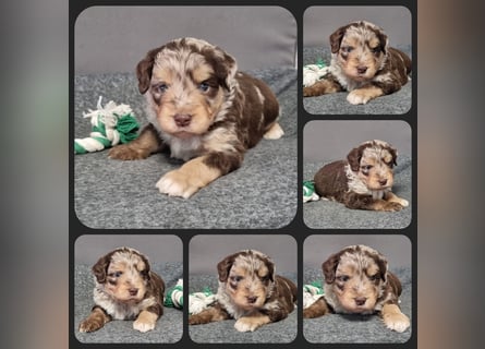 Aussiedoodle Traum ! Bezaubernde Welpen in tollen Farben aus erfahrener+überprüfter Familienaufzucht