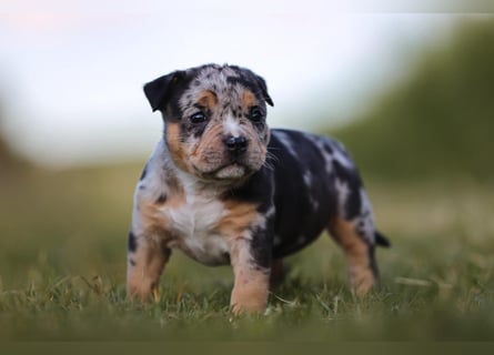 Unglaublich schöne American Bully Welpen!