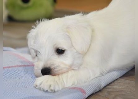 Welpen weiß Zwergschnauzer Rüde und Hündin