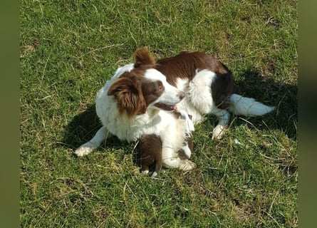 Border Collie Welpen