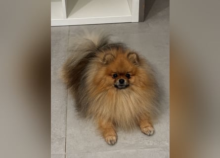 Zwergspitz  Pomeranian
