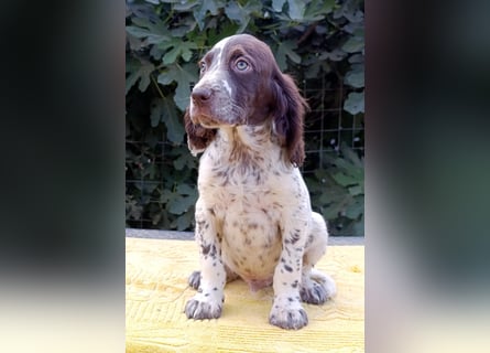 English setter Rüde Welpe