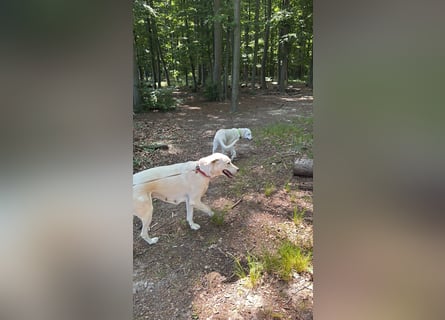 Welpen Akbas Schäferhund