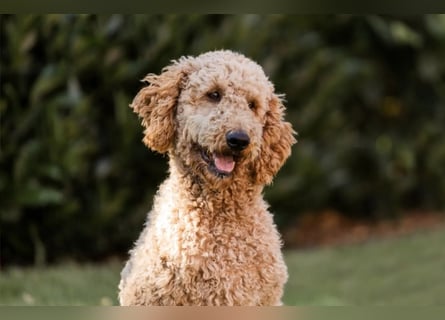 Goldendoodle Welpen