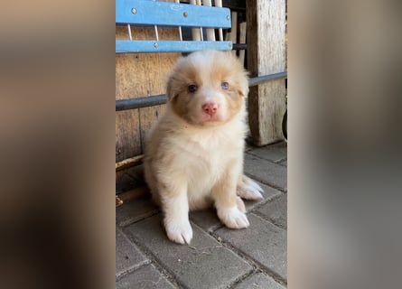 Knuddelige Australian Shepherd Welpen suchen Stellung für's Leben