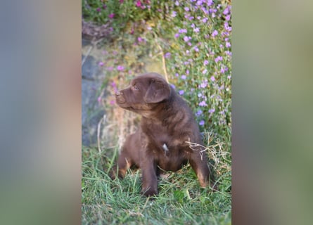 Aussiedor Aussiedorwelpe Welpe Australien Shepherd x Labrador