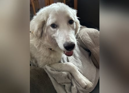 Alain: unkomplizierter Familienhund