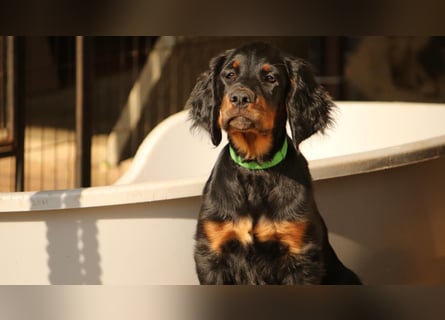 2 liebenswerte Gordon Setter aus Liebhaberzucht suchen Kuschelpartner