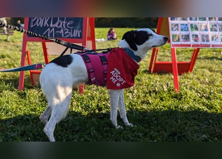 Junghündin Cora, 1Jahr, auf der Suche nach ihren Menschen