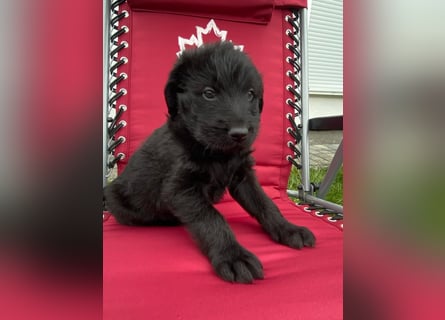 Abgabebereit !!Labradoodle Welpen Silver und Schwarz -Mit Papiere
