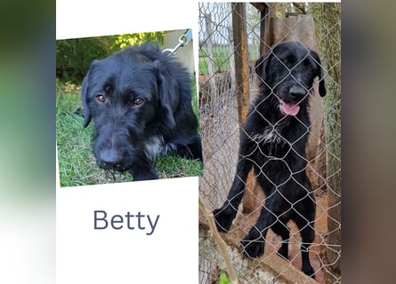 Betty wartet in 59510 Lippetal-Herzfeld