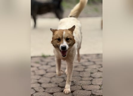 Adel – für Menschen, die lieber einen Hund richtig lieben als zwei halb“