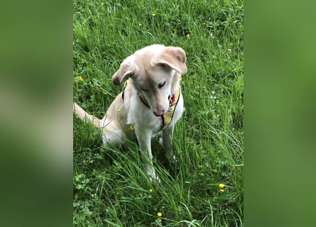 Hollybaby sucht Zuhause  ungeimpft