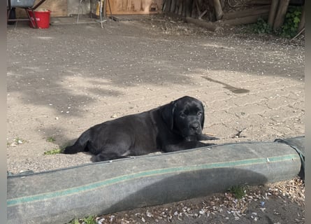 Nur 2 Labrador Weibchen mit Ahnenpass 2 Rüden & 6 Weibchen in Schwarz