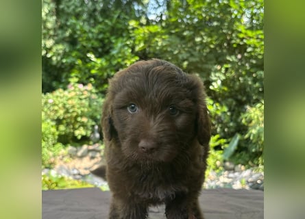 Aussiedoodle Welpen mini / medium F1