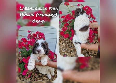 Labradoodle und Goldendoodle Mini/ Medium Welpen in verschiedenen Farben