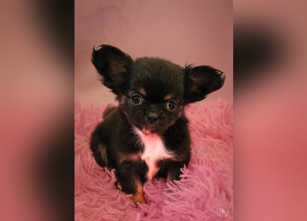 Chihuahuawelpen