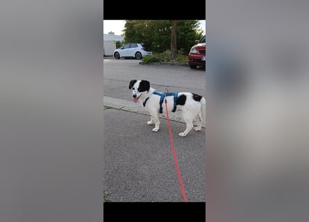 Josie sucht Herzensmensch fürs Leben