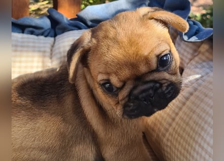 Vergnügte Frops Kinder  (Französische Bulldogge + Mops )
