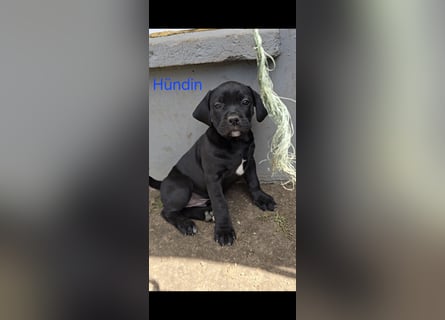 Presa Canario x Cane Corso 