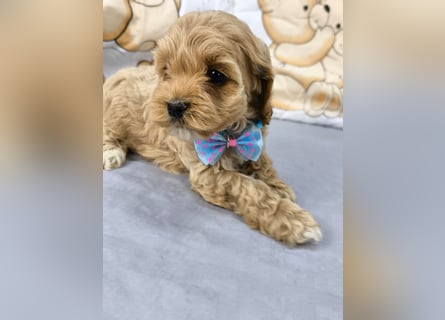 Schöne Cockapoo-Welpen