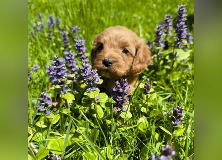 Traumhafte American Cockapoo
