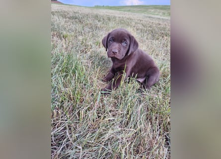 Neun zuckersüße reinrassige schokobraune Labrador-Welpen suchen ein liebevolles neues Zuhause!